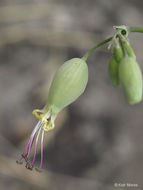 صورة <i>Silene csereii</i>