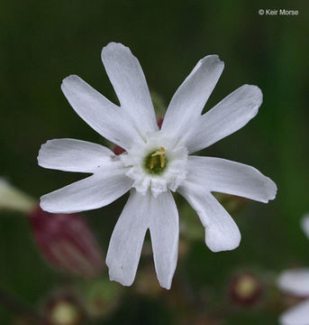 Слика од Silene latifolia Poir.