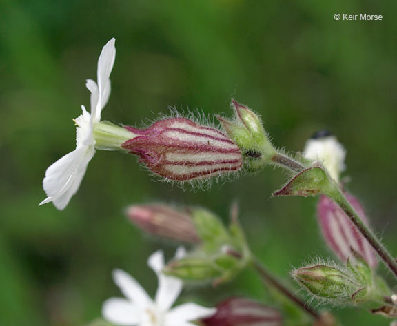 Слика од Silene latifolia Poir.