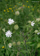 Слика од Silene latifolia Poir.