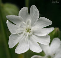 Слика од Silene latifolia Poir.