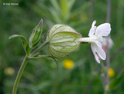 Слика од Silene latifolia Poir.