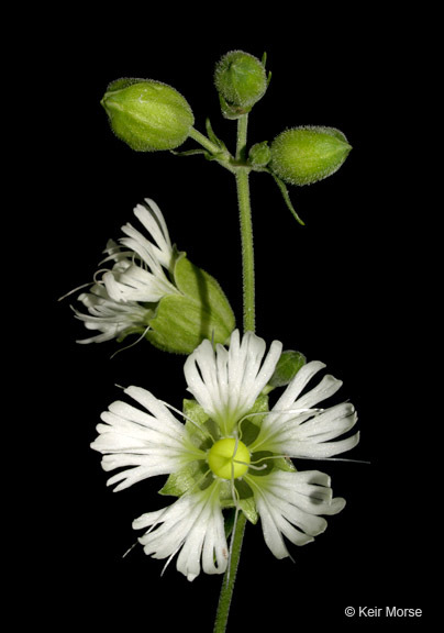 Image of widowsfrill