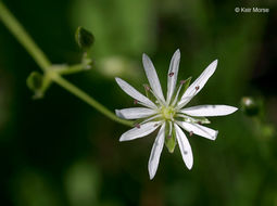 Image of longleaf starwort