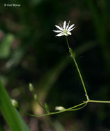 Image of longleaf starwort