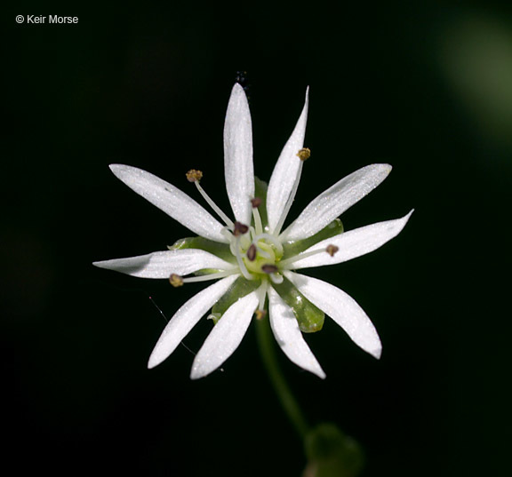 Image of longleaf starwort