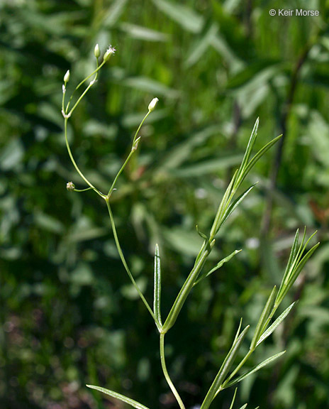 Image of longleaf starwort