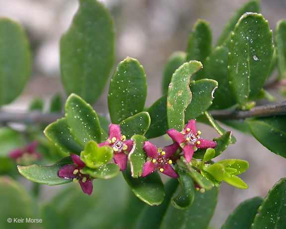 Image of Oregon boxleaf