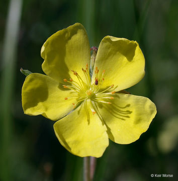 Image of <i>Helianthemum bicknellii</i>