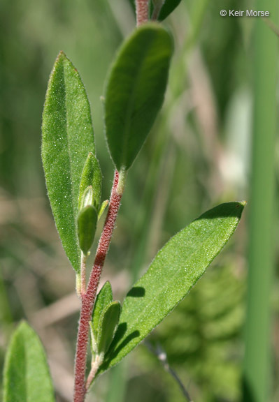 Image of <i>Helianthemum bicknellii</i>