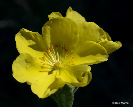 Image of <i>Helianthemum bicknellii</i>