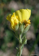 Image of <i>Helianthemum bicknellii</i>