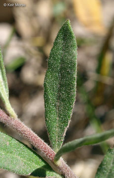 Image of <i>Helianthemum bicknellii</i>