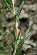 Image of <i>Helianthemum bicknellii</i>