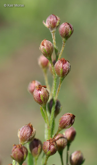 صورة Lechea stricta Leggett ex Britton