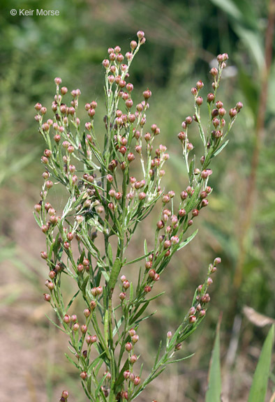 صورة Lechea stricta Leggett ex Britton