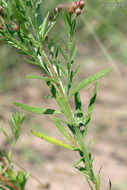 Image of prairie pinweed