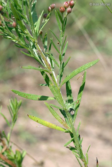 صورة Lechea stricta Leggett ex Britton