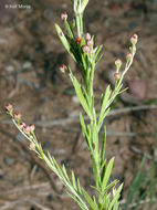 Image of prairie pinweed