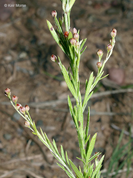 صورة Lechea stricta Leggett ex Britton