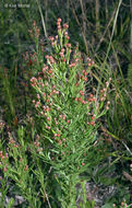 Image of prairie pinweed