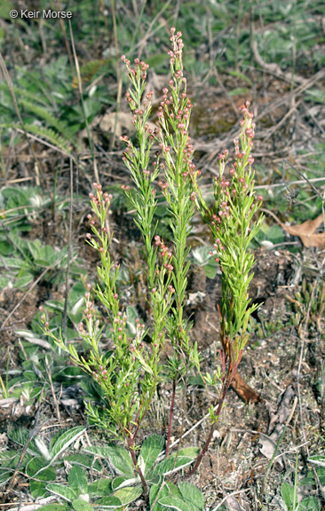 صورة Lechea stricta Leggett ex Britton