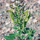 Image of <i>Polanisia dodecandra</i> ssp. <i>trachysperma</i>