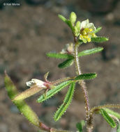 Image of James' clammyweed