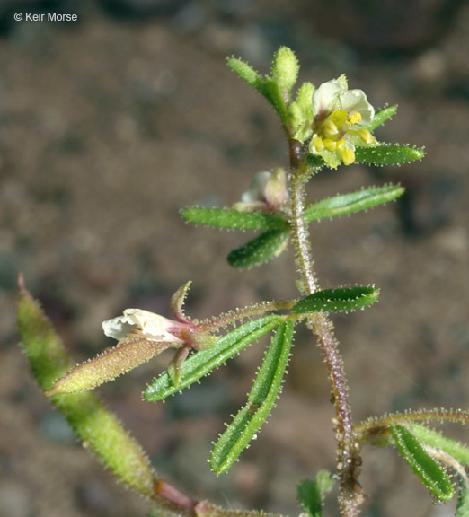 Image of James' clammyweed