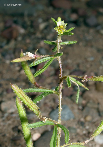 Image of James' clammyweed