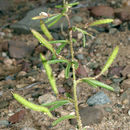 Слика од Polanisia jamesii (Torr. & A. Gray) Iltis