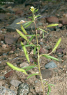 Image of James' clammyweed