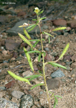 Слика од Polanisia jamesii (Torr. & A. Gray) Iltis