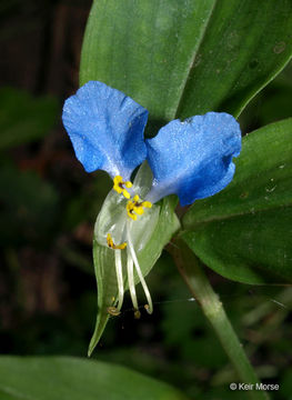 Image of Asiatic dayflower