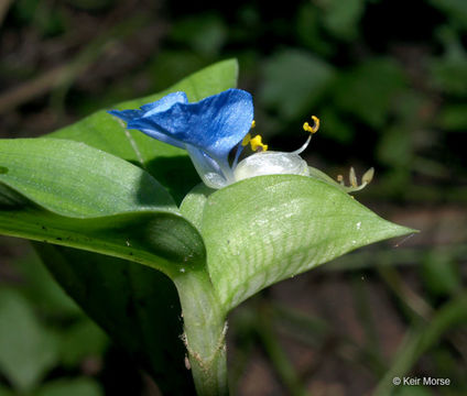 Image of Asiatic dayflower