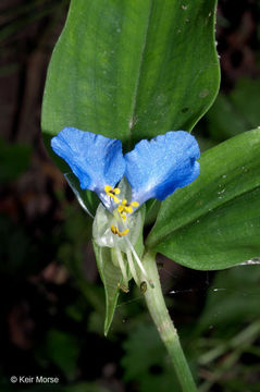 Image of Asiatic dayflower