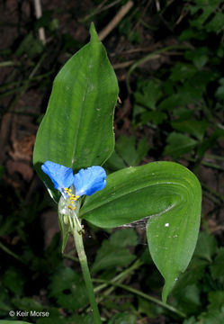 Image of Asiatic dayflower