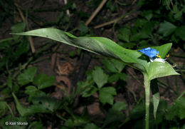 Image of Asiatic dayflower