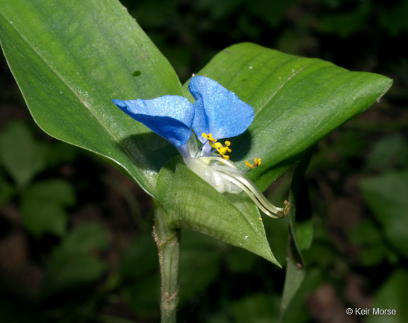 Image of Asiatic dayflower