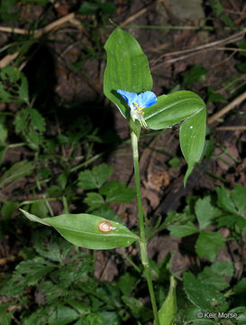 Image of Asiatic dayflower