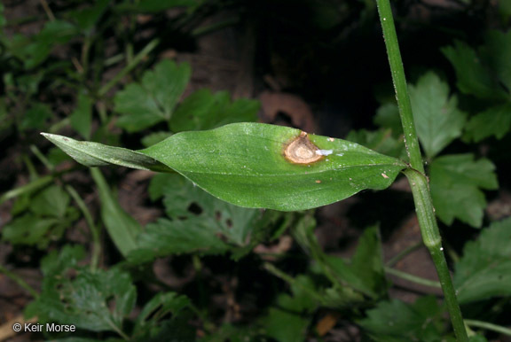 Image of Asiatic dayflower