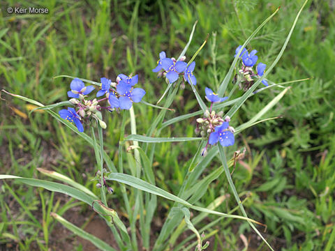 Слика од Tradescantia ohiensis Raf.