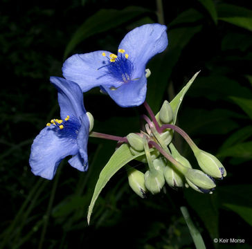 Слика од Tradescantia ohiensis Raf.