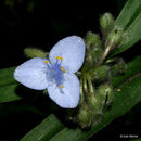 Image of zigzag spiderwort