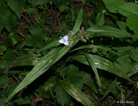 Image of zigzag spiderwort