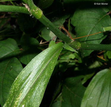 Image of zigzag spiderwort