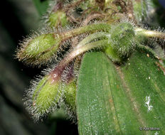 Image of zigzag spiderwort