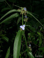 Image of zigzag spiderwort