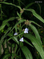 Image of zigzag spiderwort