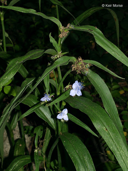 Image of zigzag spiderwort